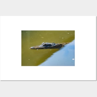 Gatorland alligator Posters and Art